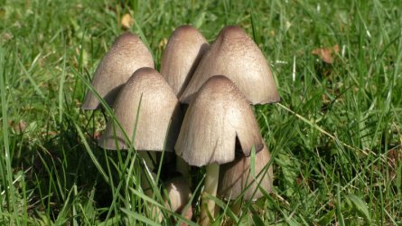 2017_Heide (6).JPG