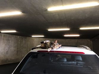 1 WhatsApp Image 2017-10-15 at 11.21.52.jpeg 1 WhatsApp Image 2017-10-15 at 11.21.52.jpeg