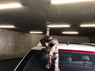 2 WhatsApp Image 2017-10-15 at 11.21.51 (1).jpeg 2 WhatsApp Image 2017-10-15 at 11.21.51 (1).jpeg