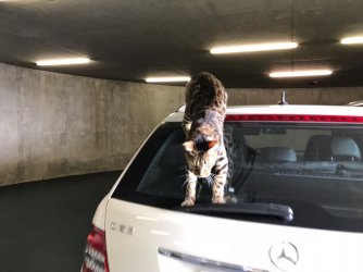 2.5 WhatsApp Image 2017-10-15 at 11.21.51.jpeg 2.5 WhatsApp Image 2017-10-15 at 11.21.51.jpeg