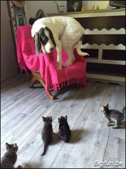hund_angsthase.jpg