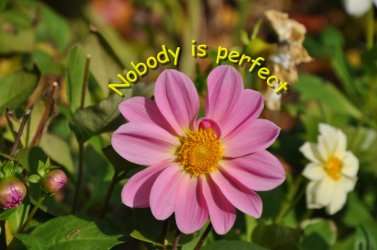 nobody.JPG