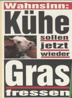 Kuh2.jpg
