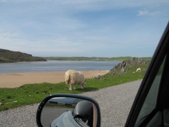 119 Schäfchen aus Auto fotografiert.jpg