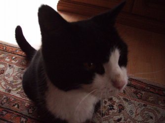 Felix vom Nachbarn 001.JPG