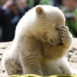 knut_berlin_polar_bear.jpg