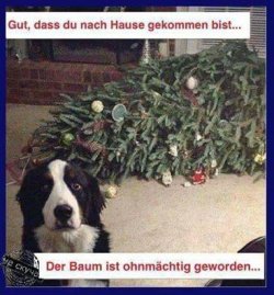 baum.jpg