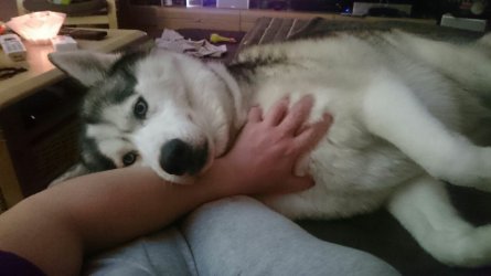 1513624842033.jpg 1513624842033.jpg