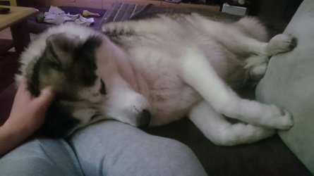 1513624860033.jpg 1513624860033.jpg