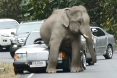 Elefant-auf-Mercedes-560x373-558a431dc3e366c8.jpg