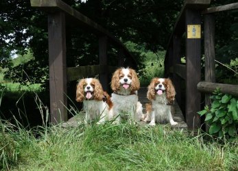 hundies.jpg hundies.jpg