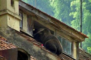 Braunbär.jpg