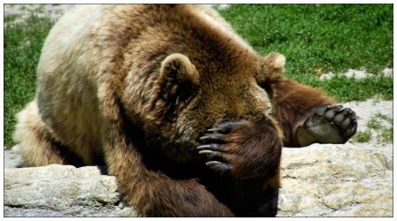 bär.jpg