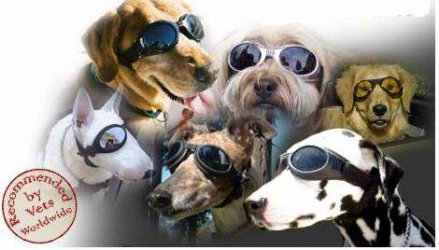 a_ALL_DOGS.jpg