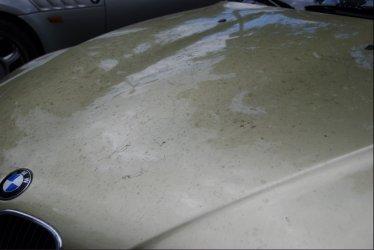 Pistazie Camouflage 1 DSC_0625.jpg