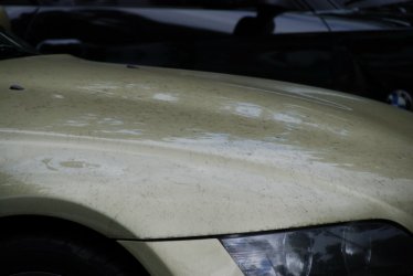 Pistazie Camouflage 2 DSC_0625.jpg