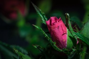 focus_stacking-16.jpg
