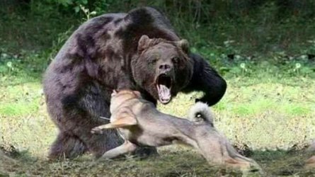 caine-din-rasa-Kangal-in-lupta-cu-ursul-1.jpg