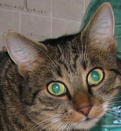 Cat.JPG