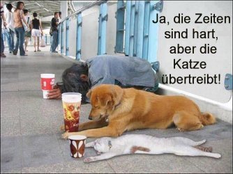 ....die Katze übertreibt mal wieder..jpg