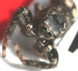 Spinne.jpg