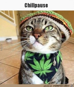 funpot0000260361.jpg