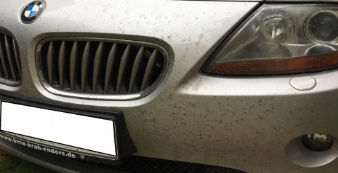 Insektenzähler - Kopie.JPG