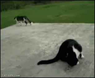 funpot0000114539_x400_y400.gif