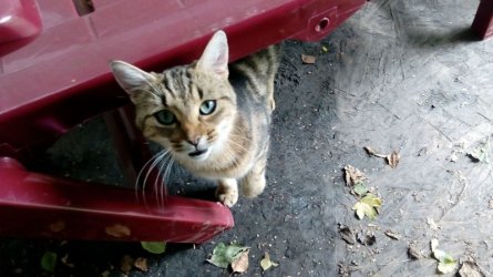 Lucy...jpg
