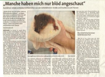 Eichhörnchen.jpg