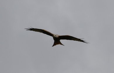 295A3073_k.jpg