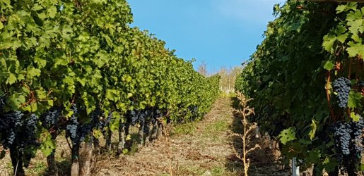 20181006_183535-1612x783.jpg