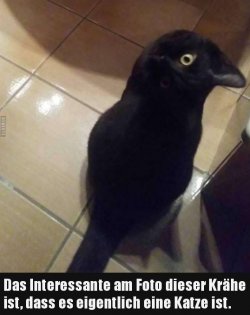 tUnbenannt.JPG
