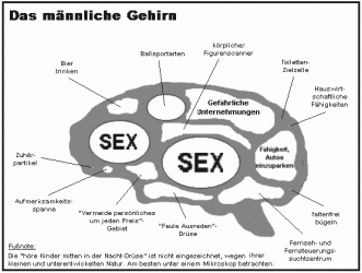 gehirn_m.gif