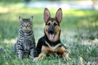 Hund-und-Katze_Wiese_Sommer_Download-April-2017.jpg