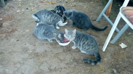 01.11.2018 009...Katzenbande.jpg