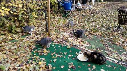 Katzenbande ist unterwegs....jpg