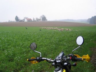 allerha.jpg