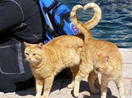 katzen.jpg