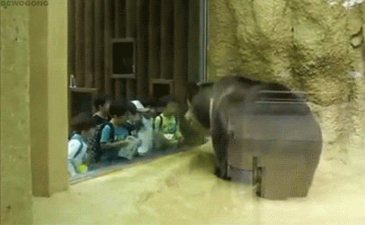 W1.gif