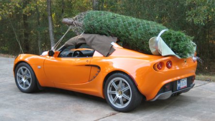 Elise_tree2.jpg