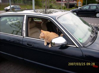 Katze 1.jpg