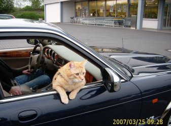 Katze 2.jpg