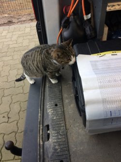 Katze_2.jpg