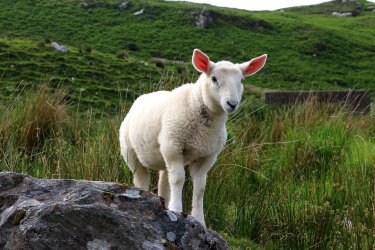 IMG_2309b (Copy).jpg