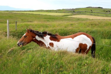 IMG_2332b (Copy).jpg