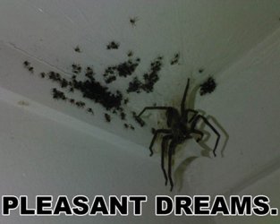 kill-spider-lighter.jpg