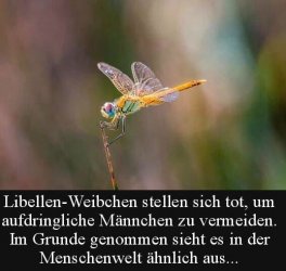 11Unbenannt.JPG