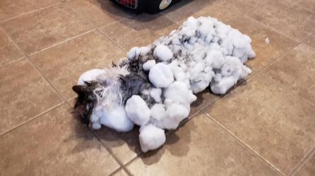 die-katze-fluffy-wird-in-den-usa-eingefroren-von-ihren-besitzern-gefunden-sie-ueberlebte-.jpg
