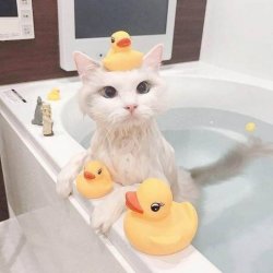 365585